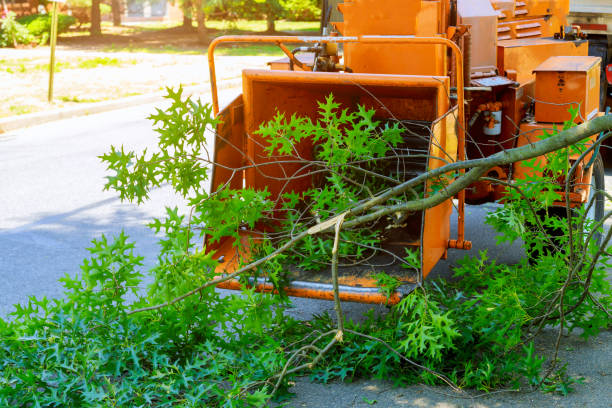 The Steps Involved in Our Tree Care Process in Metairie, LA